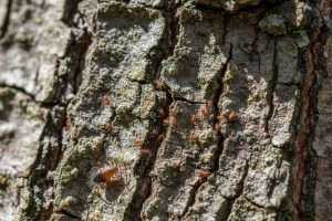 Mite dans le bois : reconnaître et éliminer ces nuisibles