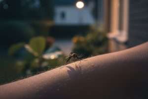 Piqûre la nuit mais pas punaise : les coupables