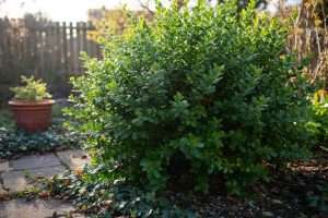 Pittosporum tenuifolium Kohuhu : un trésor pour votre jardin