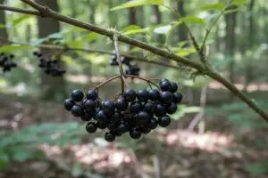 Amélanchier : ses fruits sont-ils toxiques ?