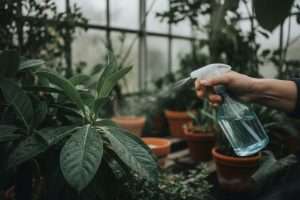 Faut-il rincer le savon noir sur les plantes ?