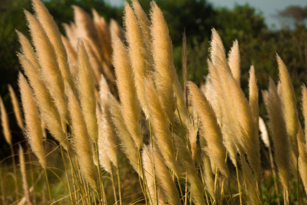 Gros plan de plusieurs épis sur un miscanthus en fin de journée. 
