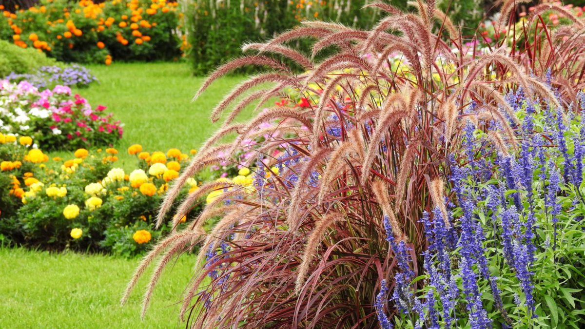 Quelles graminées choisir pour une exposition en plein soleil ?